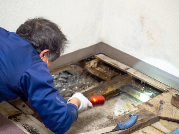 Best Black Mold Removal  in Carrollwood, FL