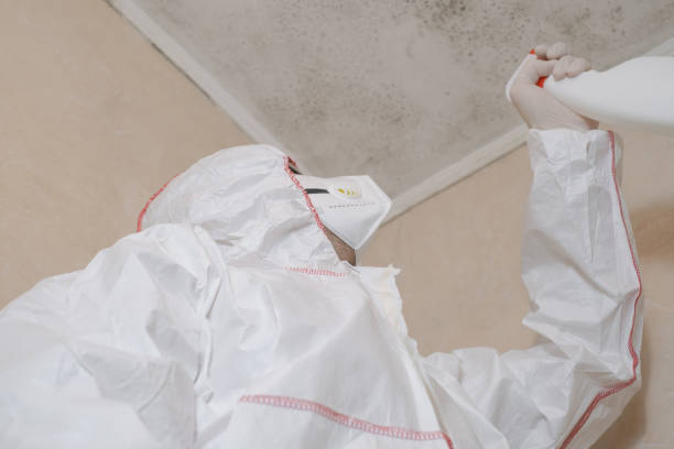 Office Mold Removal Services in Carrollwood, FL