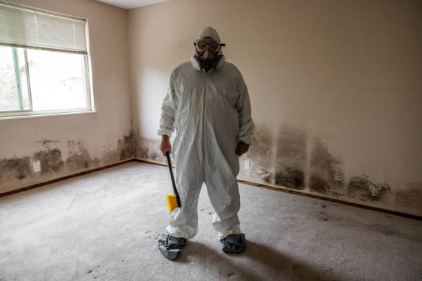 Best Attic Mold Removal  in Carrollwood, FL