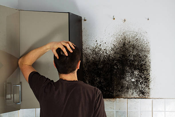 Best Certified Mold Removal  in Carrollwood, FL