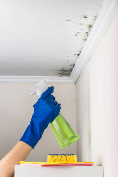 Best Toxic Mold Removal  in Carrollwood, FL