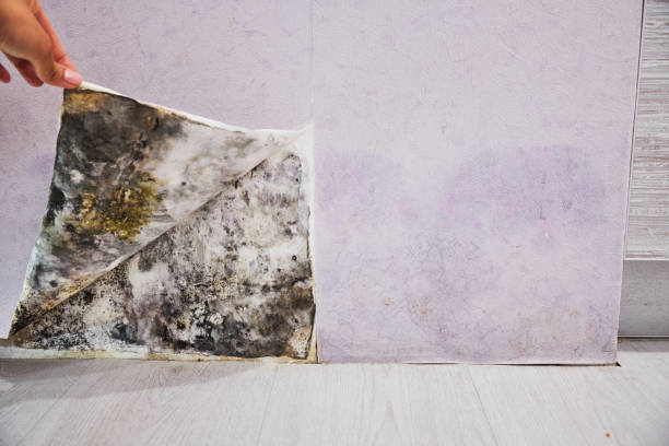 Best Fast Mold Removal  in Carrollwood, FL
